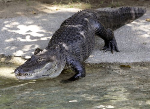 A science writer with comedic timing profiles an alligator with star power