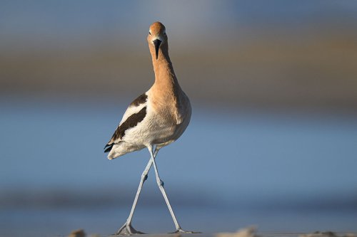 Getting Down to Elevating Your Bird Photography | Nikon
