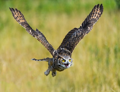 How Binoculars Can Make Wildlife Photography Easier | Nikon