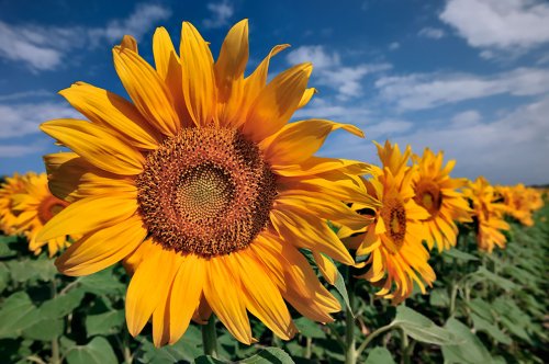 10 Ideas for Photographing Sunflowers | Nikon