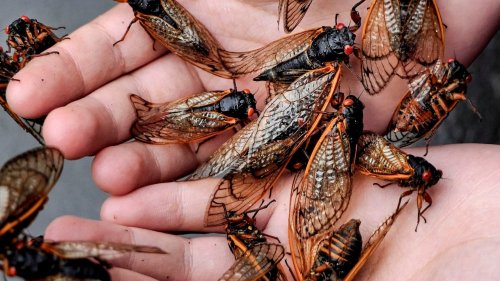 Huge, noisy cicada invasion to swarm these 17 U.S. states in 2024. See the map.