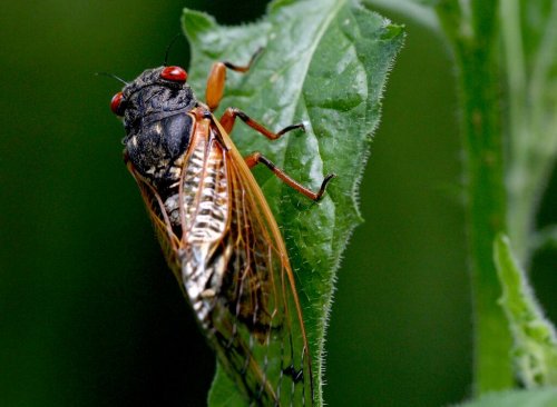 Cicada invasion 2025 coming to N.J., 12 other states. See map of cicada hot spots.