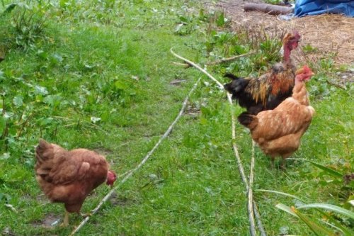 Bird flu outbreak kills backyard flock of chickens, ducks in N.J.