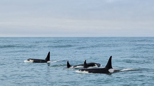 Something is ‘driving the whales a little bit loco’ ... and Trump thinks he knows what it is