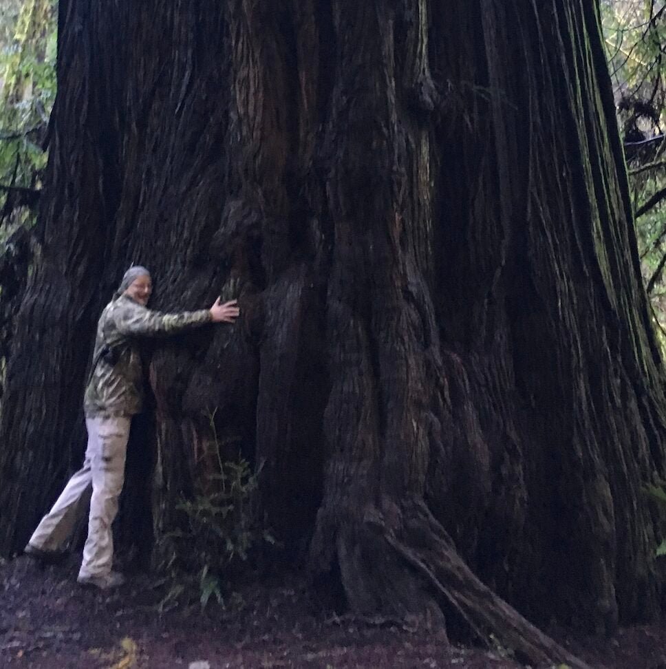 Bluegrass Wildlife: Find your ‘Cathedral’ experience and be transformed — protect the past for the future