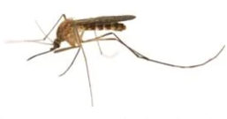 West Nile virus detected in Kentucky, transmitted through mosquitoes; how to protect yourself