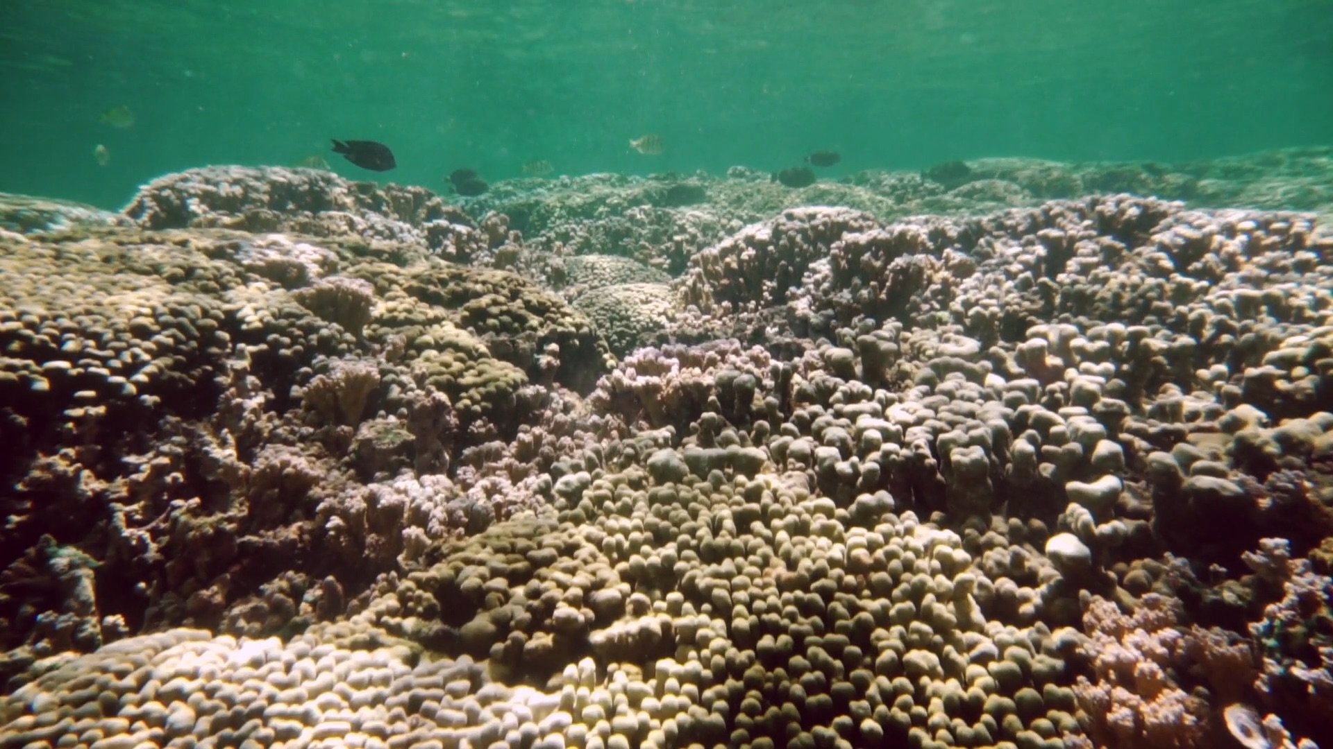 Hawaii's Super Corals