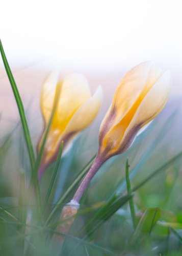 Frühlingsblumen fotografieren – einige Tipps