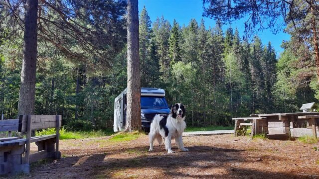 Mit Hund nach Skandinavien: Expertentips für die Reiseplanung