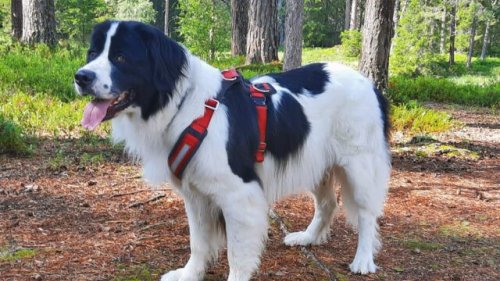 Sicher unterwegs mit Hund: Tierärzte in Schweden, Dänemark, Norwegen & Finnland
