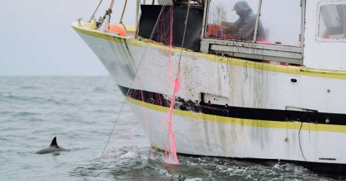 Dauphins : le Conseil d’État ordonne des zones d’interdiction de pêche pour les protéger