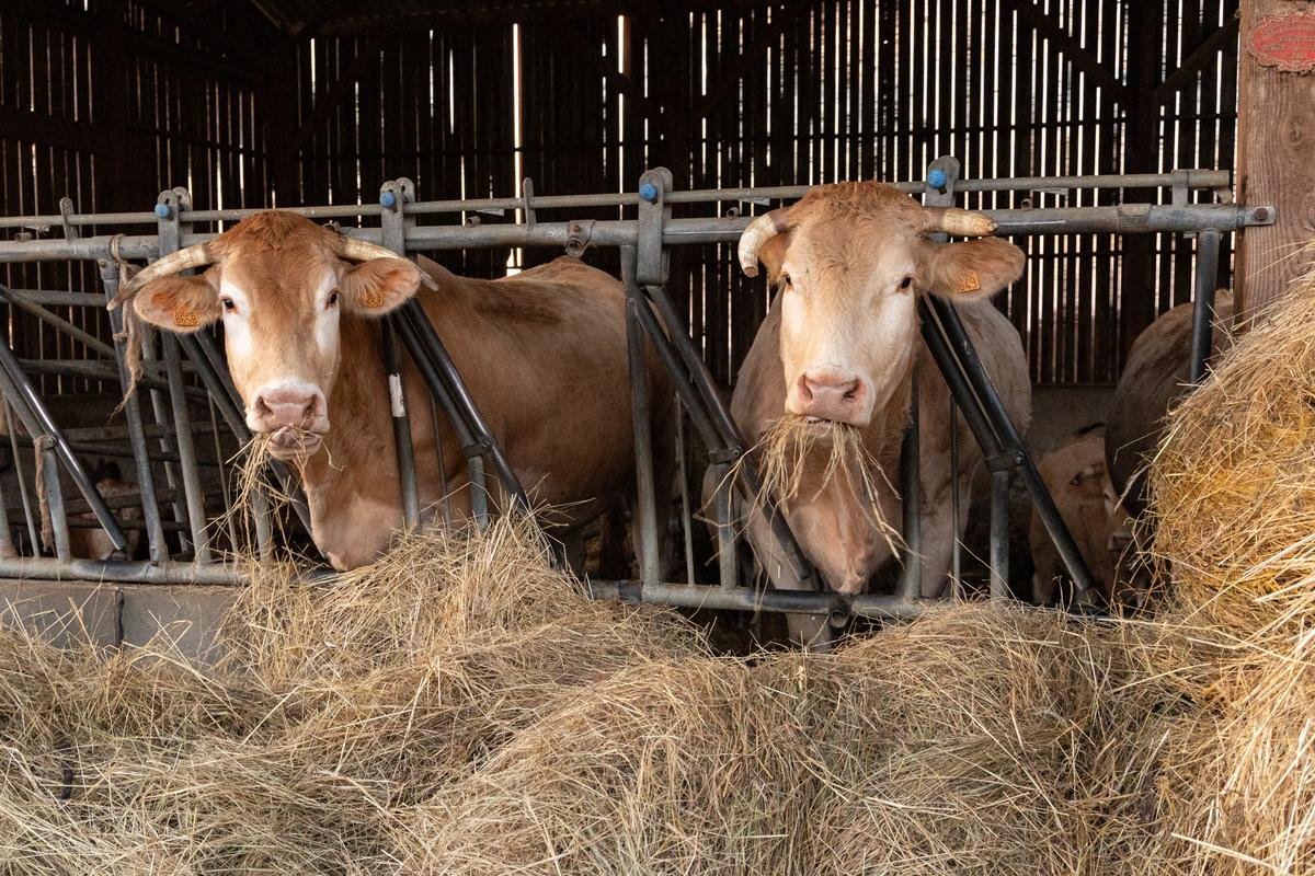 Vacciner ou abattre ? Pourquoi la dermatose nodulaire remet en question la stratégie sanitaire française