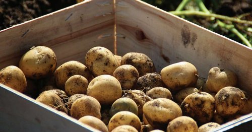 La bonnotte de Noirmoutier : les conseils d’un chef pour cuisiner la star des pommes de terre