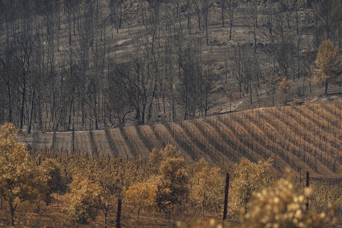 « Est-ce que ce sera moi, le dernier vigneron de la famille ? » : dans les Corbières, le méga-incendie met à mal la culture de la vigne