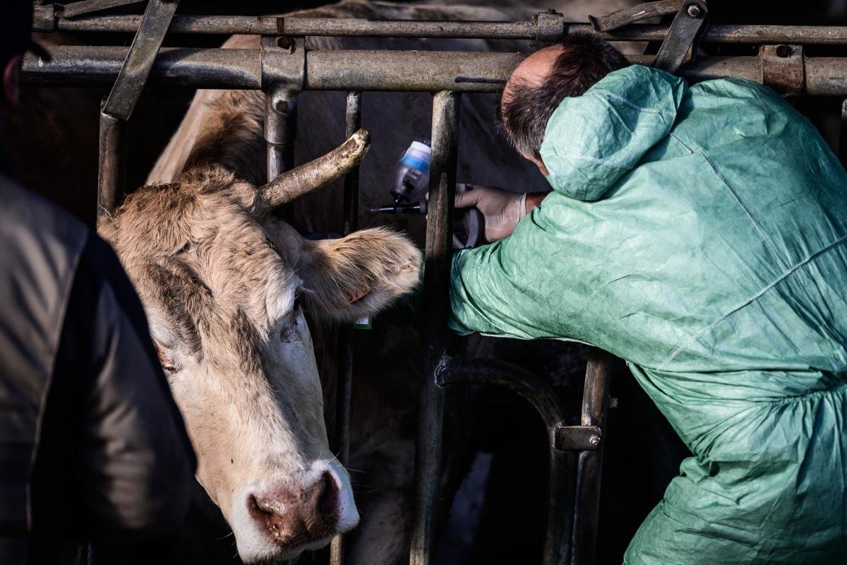 Les vétérinaires en première ligne contre la dermatose et victimes de menaces : « Personne n’abat un troupeau de gaieté de cœur »