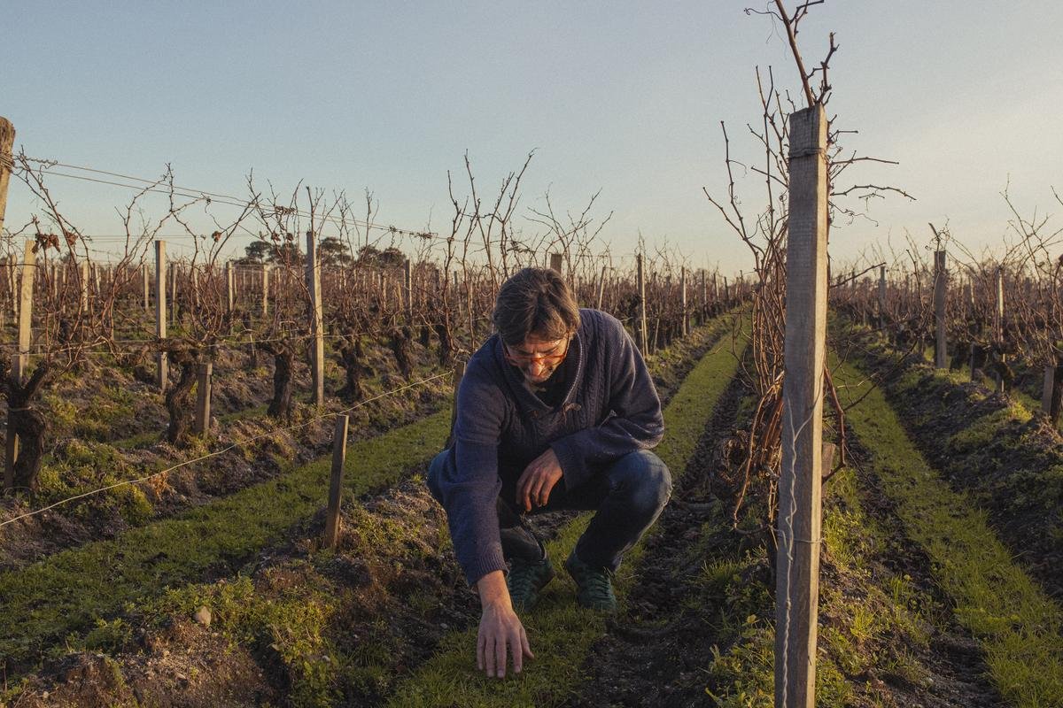 Passage au bio, recrutement… Comment le vignoble bordelais se transforme face au changement climatique