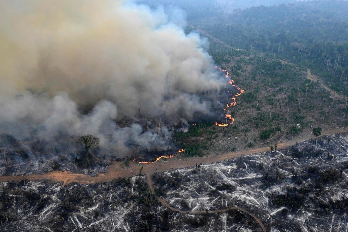 « 18 terrains de football par minute » : la destruction des forêts tropicales à un niveau record, notamment à cause des incendies