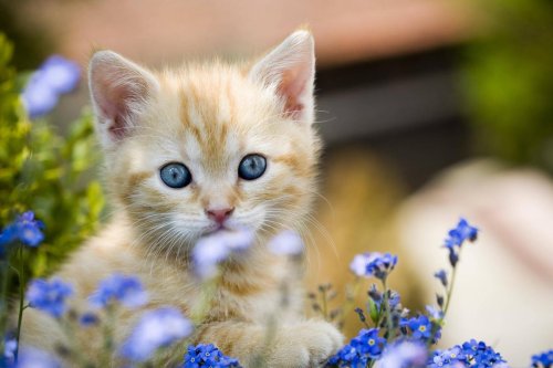 Pourquoi le chat roux est roux (et mignon) ? Une étude scientifique lève le voile sur ce grand mystère