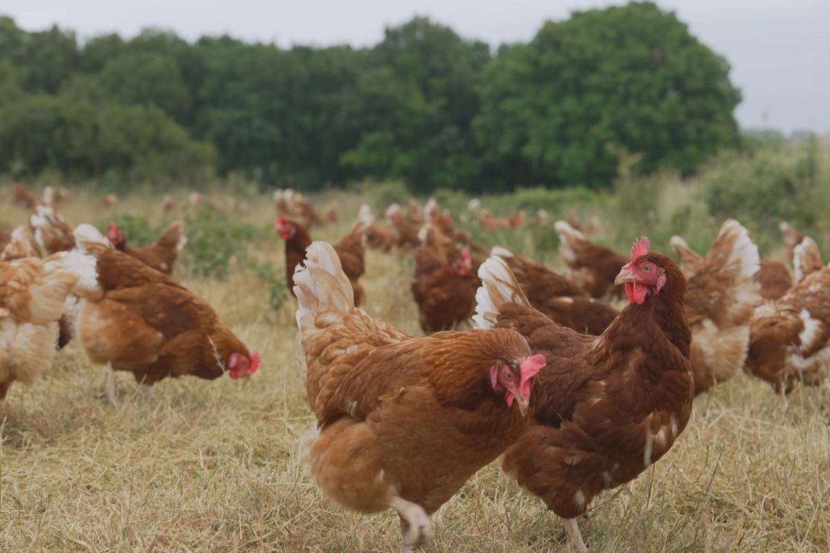 « Produits fermiers : à boire et à manger ? » : comment se faire label
