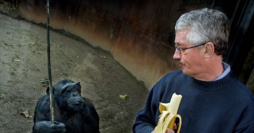 Baiser sur la bouche, infidélité et tâches ménagères : ce que les bonobos nous disent du genre