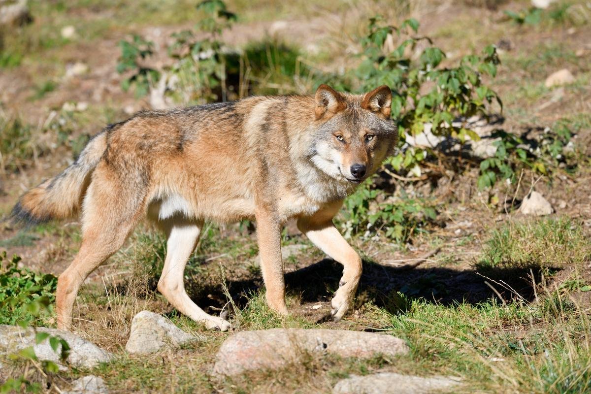 « Ce n’est pas par le tir qu’on va pouvoir prévenir les attaques » : le nombre de loups pouvant être tués chaque année va être porté à 21 %