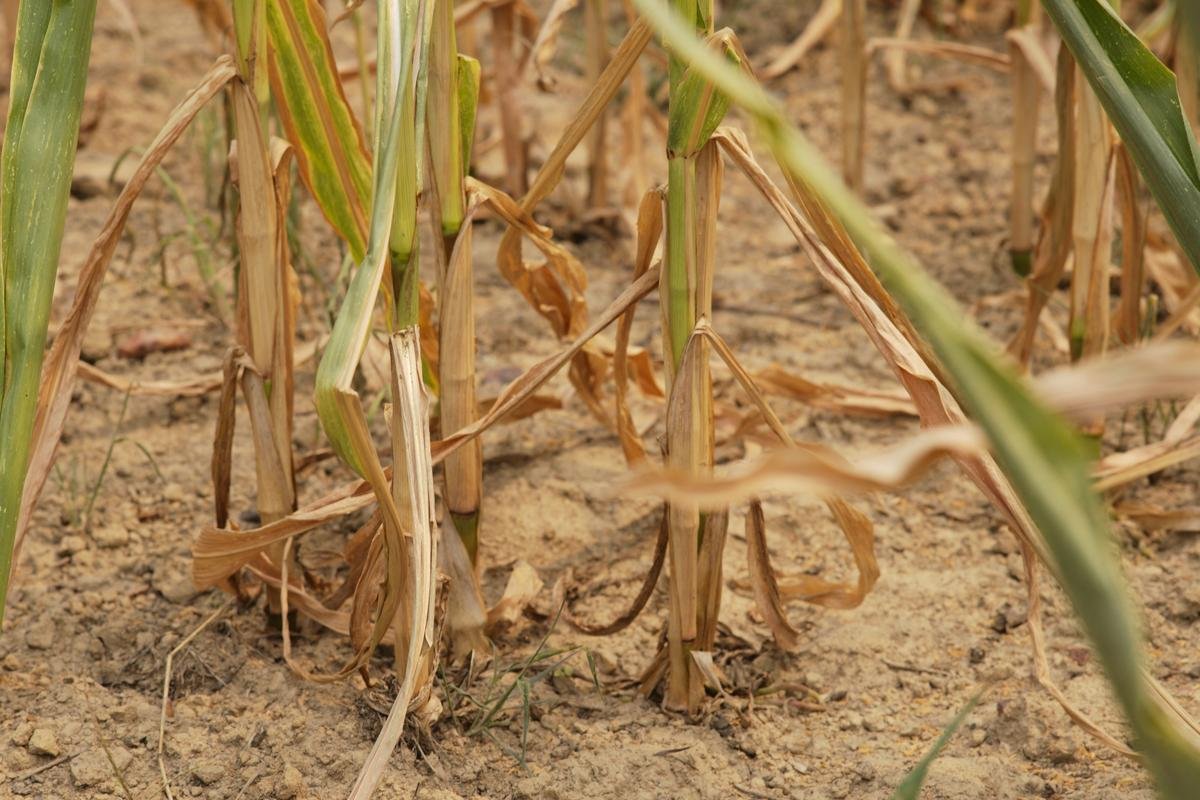 En trente ans, les désastres naturels ont causé plus de 3 000 milliards de dollars de dégâts pour l’agriculture