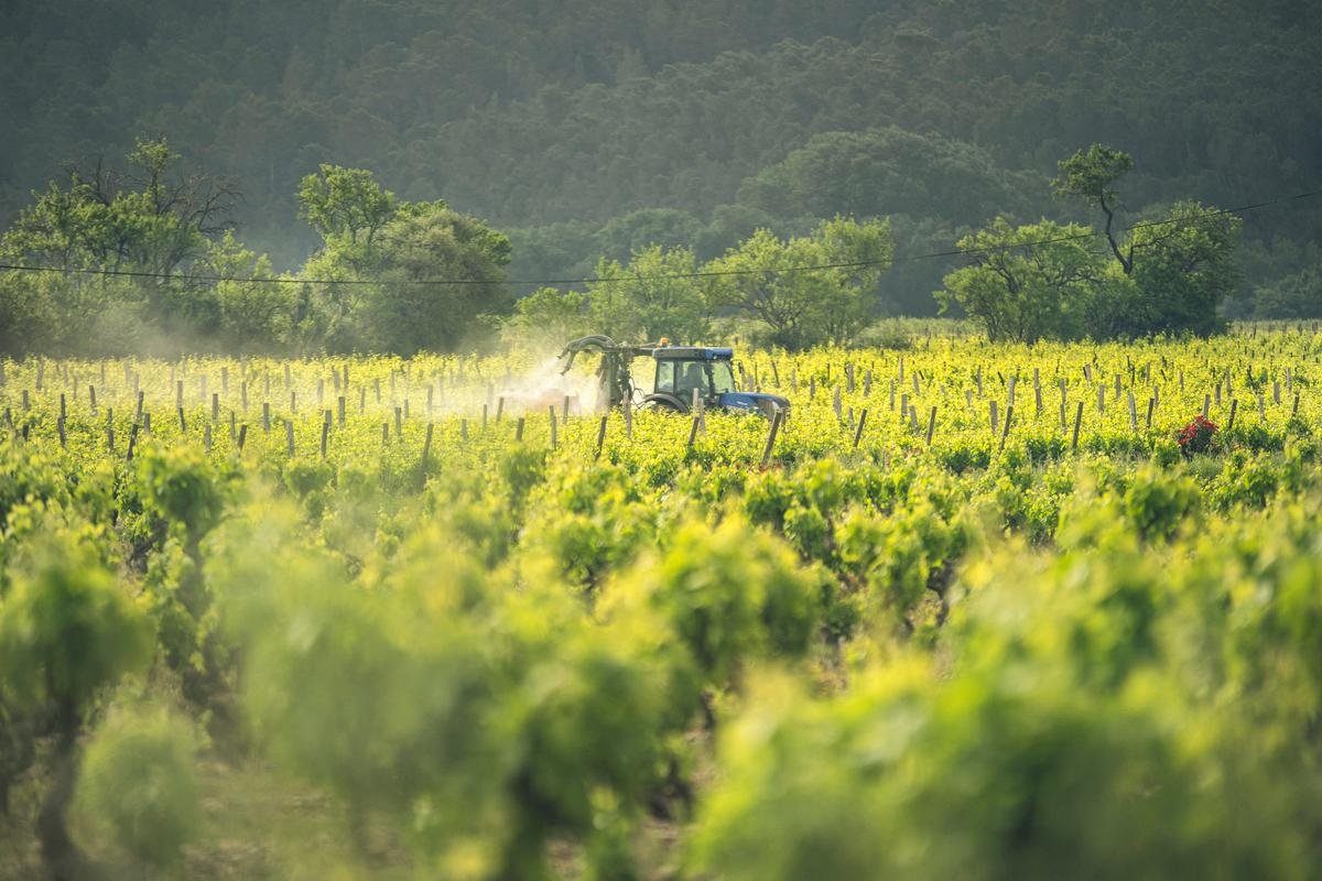 Pesticides : ce qu’il faut retenir de l’étude PestiRiv sur l’exposition des riverains des vignes