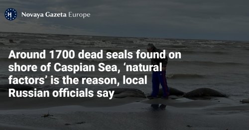 Around 1700 dead seals found on shore of Caspian Sea, ‘natural factors’ is the reason, local Russian officials say