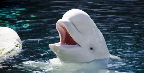 ‘More will die soon,’ 2 belugas passed away at Marineland – whistleblower says the attraction has deteriorated beyond repair
