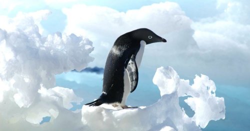 Пингвины Адели бессимптомно перенесли высокопатогенный птичий грипп