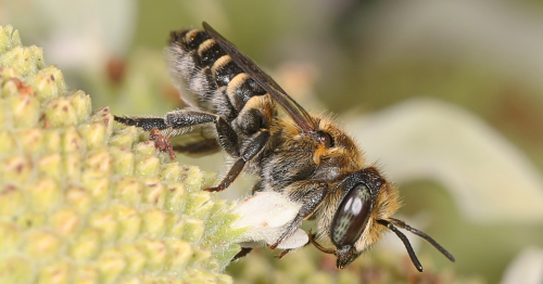 Численность половины видов пчел в засушливых местообитаниях сократится к концу века