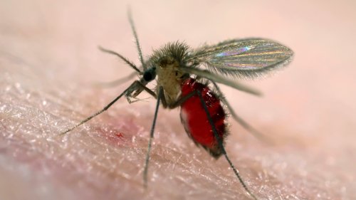 A 'tropical disease' carried by sand flies is confirmed in a new country: the U.S.