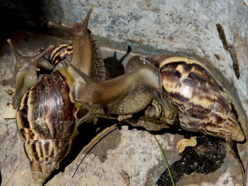 how-long-can-a-snail-go-without-food-or-water-backyardpedia