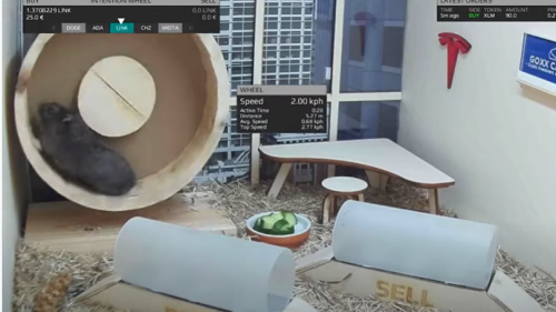 A Crypto-Trading Hamster Performs Better Than Warren Buffett And The S&P 500