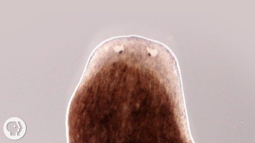 These Flatworms Can Regrow A Body From A Fragment. How Do They Do It And Could We?