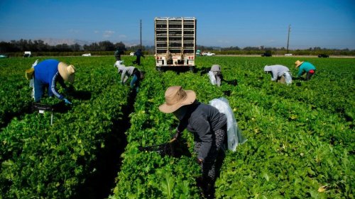 In A Narrow Ruling, Supreme Court Hands Farmworkers Union A Loss