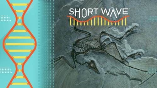 Birds are dinosaurs. Here's how scientists know : Short Wave