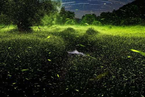 These photos are shedding new light on how fireflies interact with the world