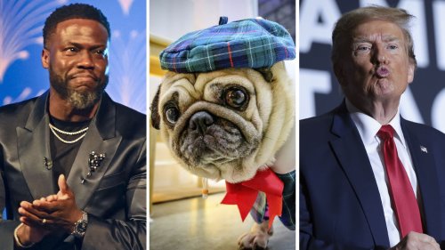 A comedian, a pug and a politician walk into the quiz. Do you know the punchline?