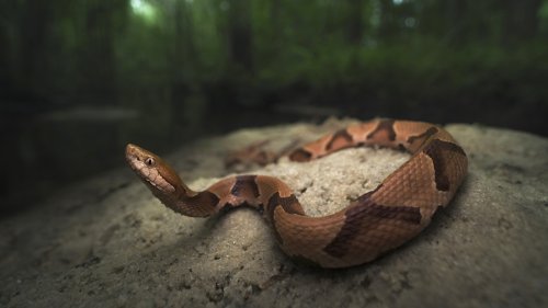 How You (And Your Dog) Can Avoid Snake Bites — And What To Do If You Get Bitten