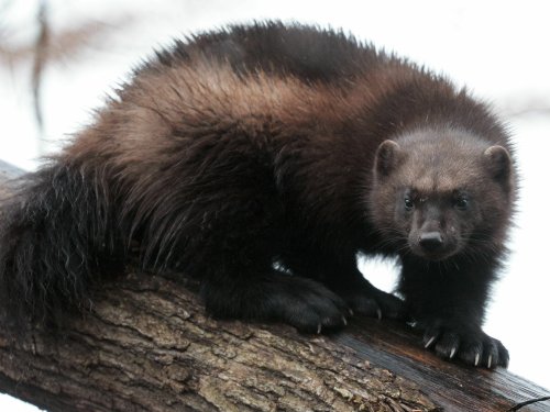 A wolverine has been seen outside of its normal range for the first time in 30 years