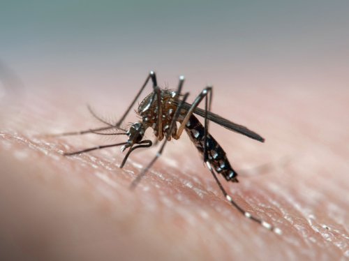 Why mosquitoes might find you irresistible. Hint: A viral lure