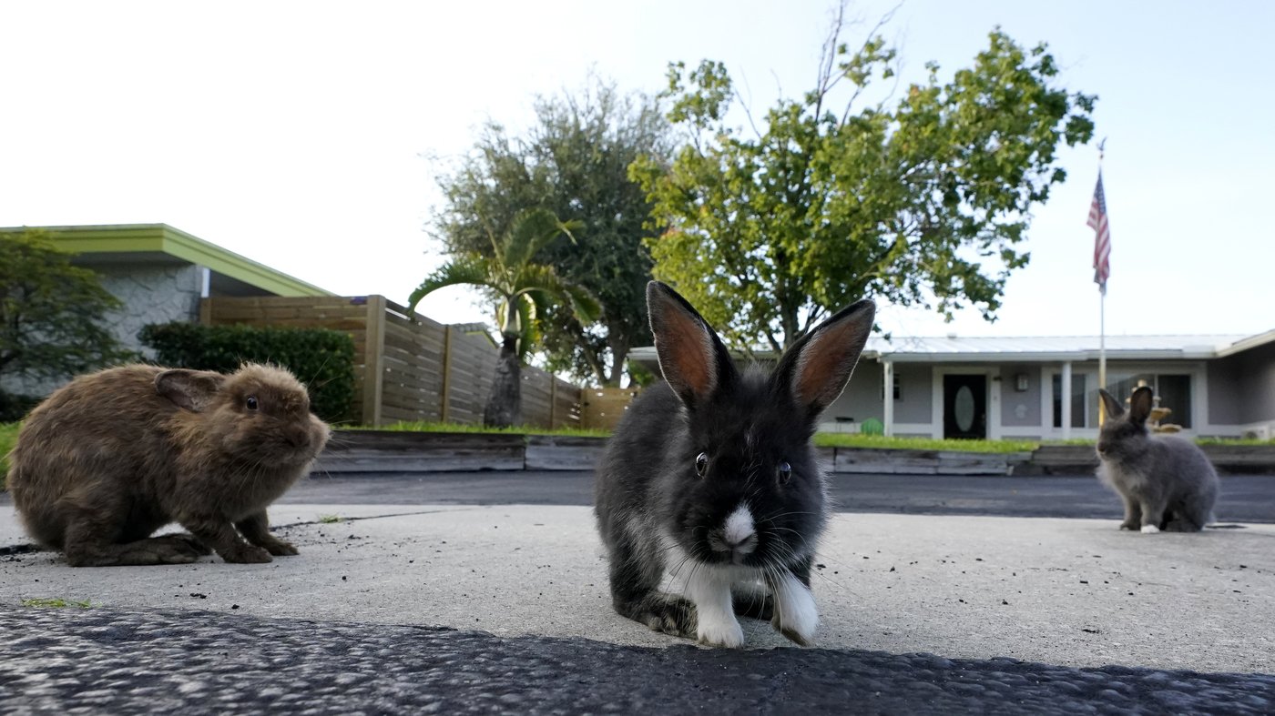 Rabbits have overrun a suburban Florida community. Volunteers hop to the rescue