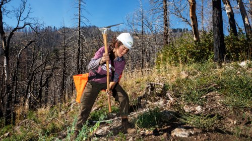Wildfires are killing California's ancient giants. Can seedlings save sequoia trees?