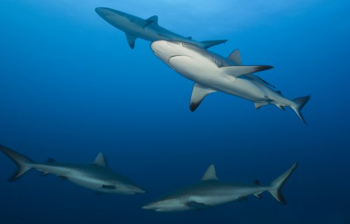 A Coronavirus Vaccine Could Kill Half A Million Sharks, Conservationists Warn