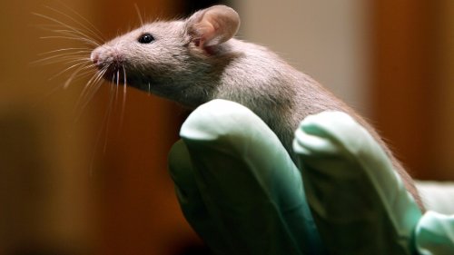 A substance found in young spinal fluid helps old mice remember