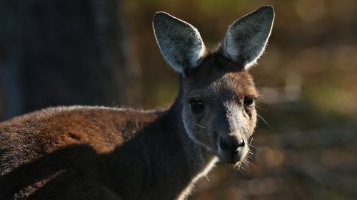 Australian Politician Warns Tourists: Don't Feed The Kangaroos