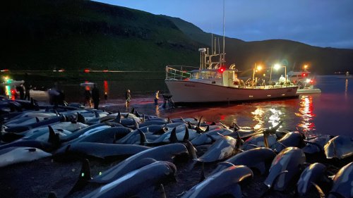 1,428 Dolphins Were Slaughtered As Part Of A Tradition. Activists Say It's Cruel