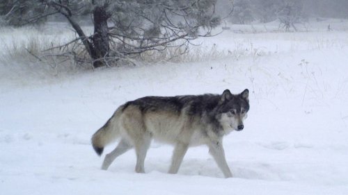 Wolves are returning to Colorado. But is it too crowded for them to thrive?