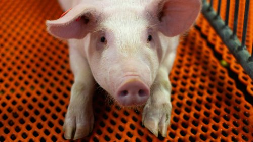 How genetically modified pigs could end the shortage of organs for transplants